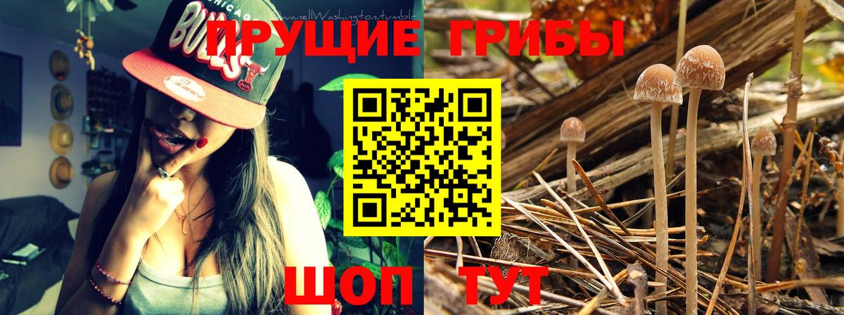 Псилоцибиновые грибы мицелий Лесосибирск